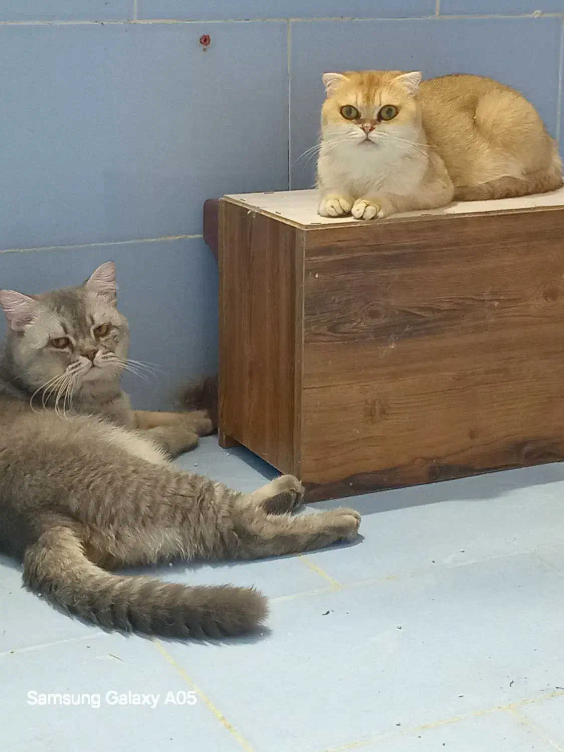 ماده مولد باردار|گربه|فردیس, خیام شرقی|دیوار