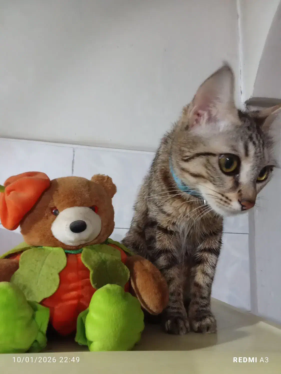 واگذاری بچه گربه|گربه|کرج, فاز ۲ مهرشهر|دیوار