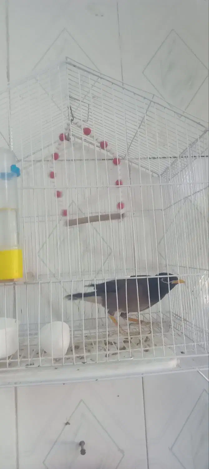 مرغ مینا به فروش می رسد|پرنده|ایلام, |دیوار