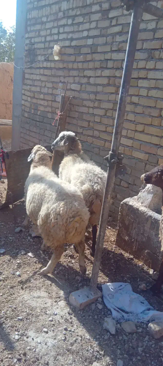 میش داشتی و بره نر پای پروار|حیوانات مزرعه|اسفراین, |دیوار