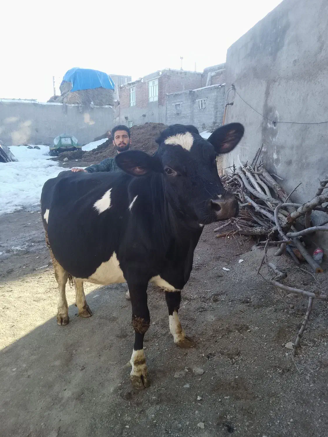 گاو هلندی|حیوانات مزرعه|سراجو, |دیوار