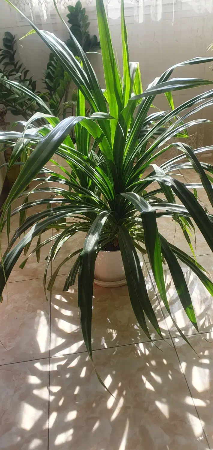 فروش گل|گل و گیاه طبیعی|اصفهان, ملکشهر|دیوار