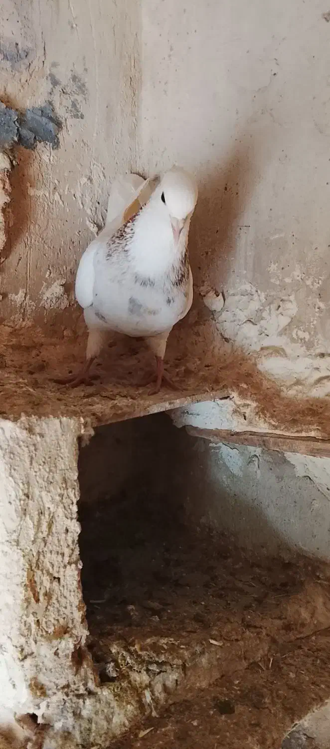 سلام 12عدد کفتر طوقی|پرنده|کرمانشاه, |دیوار