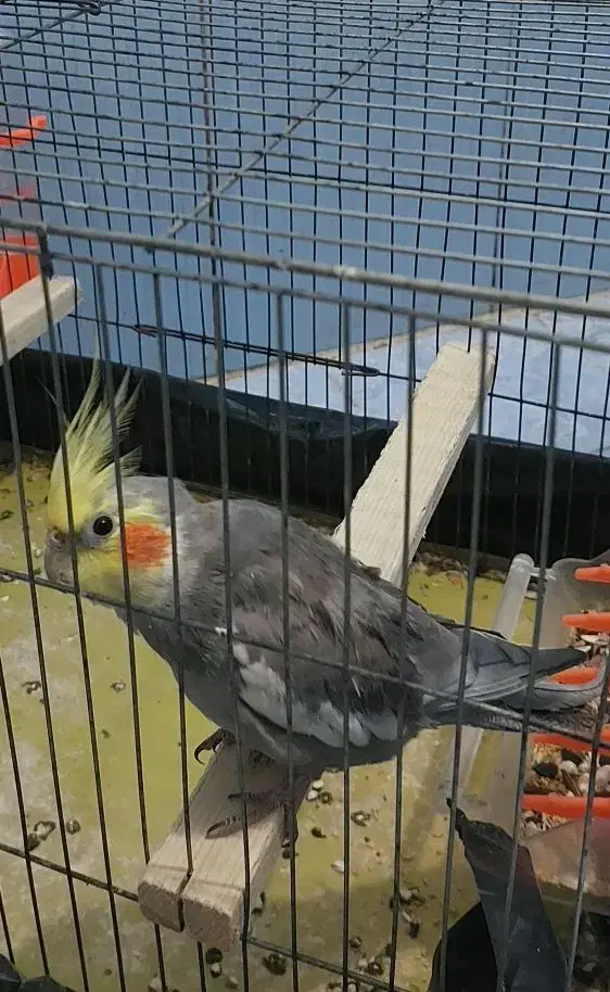 عروس هلندی|پرنده|رشت, حمیدیان|دیوار