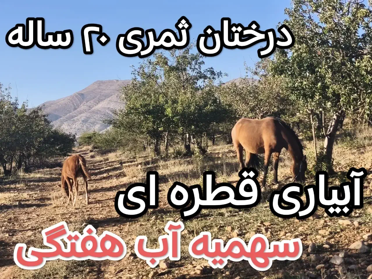 نقد و اقساط باغ شهری|فروش دفتر صنعتی، کشاورزی، تجاری|شیراز, کودیان|دیوار