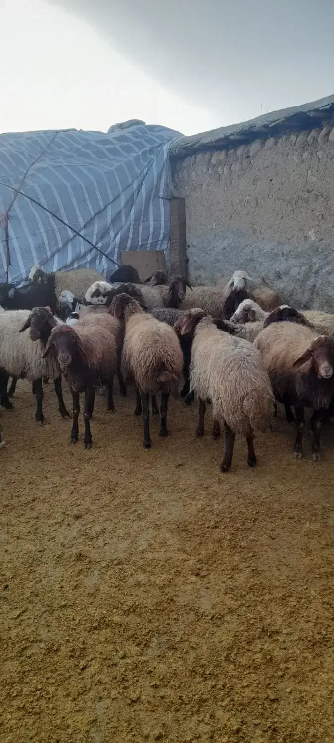 میش و بره|حیوانات مزرعه|زاغه, |دیوار