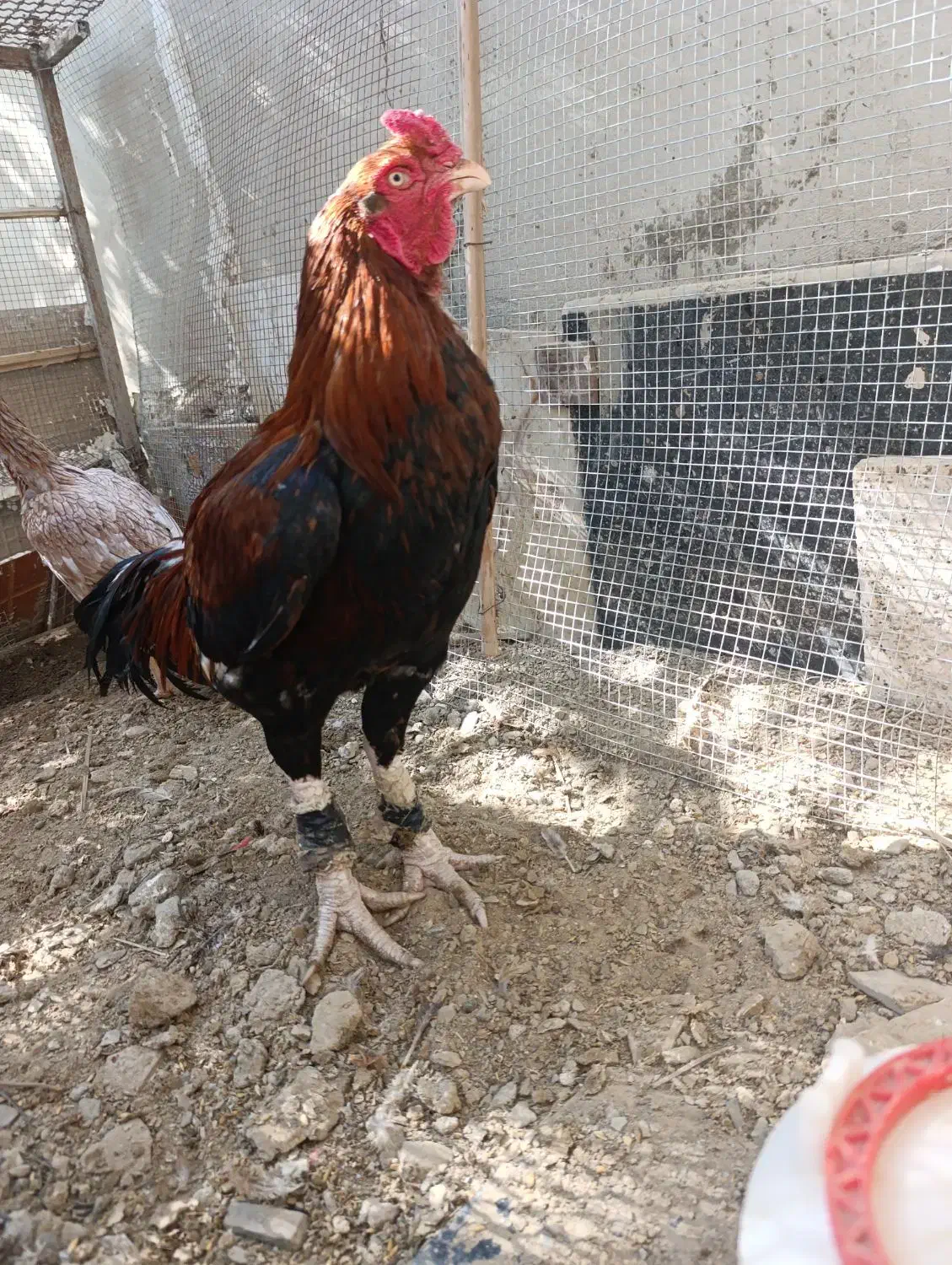 مرغ وخروس دونگ بالا|حیوانات مزرعه|سراوان, |دیوار