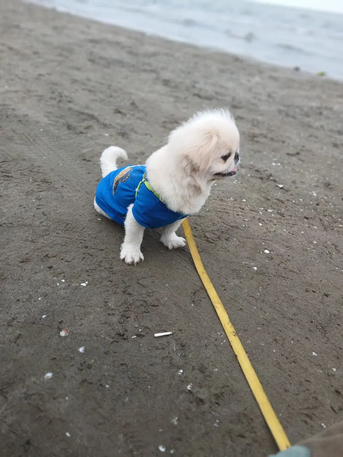 سگ پیکینز نر ۲ دوساله|سگ|هشتگرد, هشتگرد قدیم|دیوار