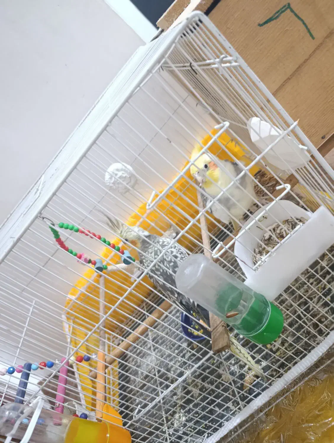 جفت عروس هلندی با کلیه وسایل|پرنده|ساری, |دیوار