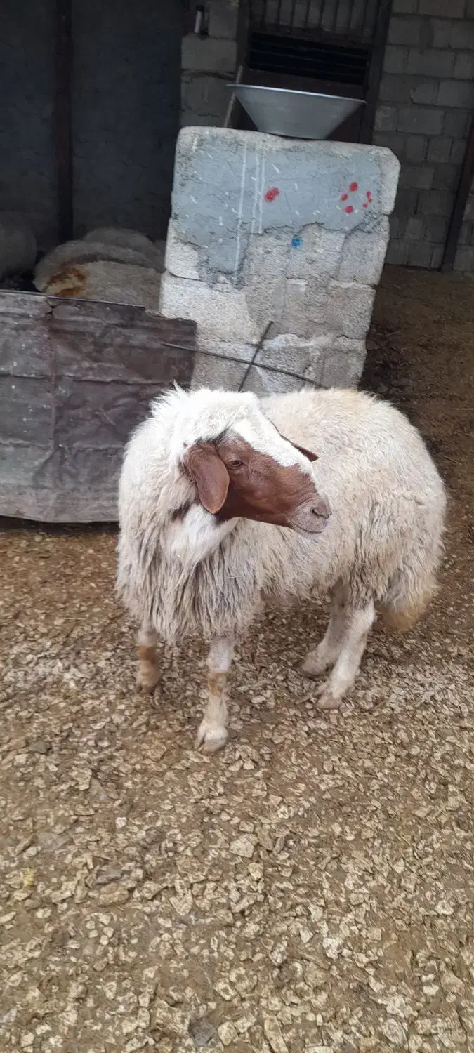 وران سنجابی اصیل|حیوانات مزرعه|جوانرود, |دیوار