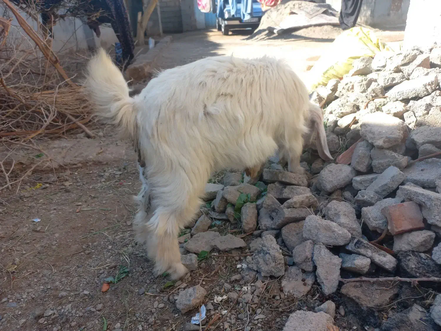 گوسفند|حیوانات مزرعه|ریگان, |دیوار