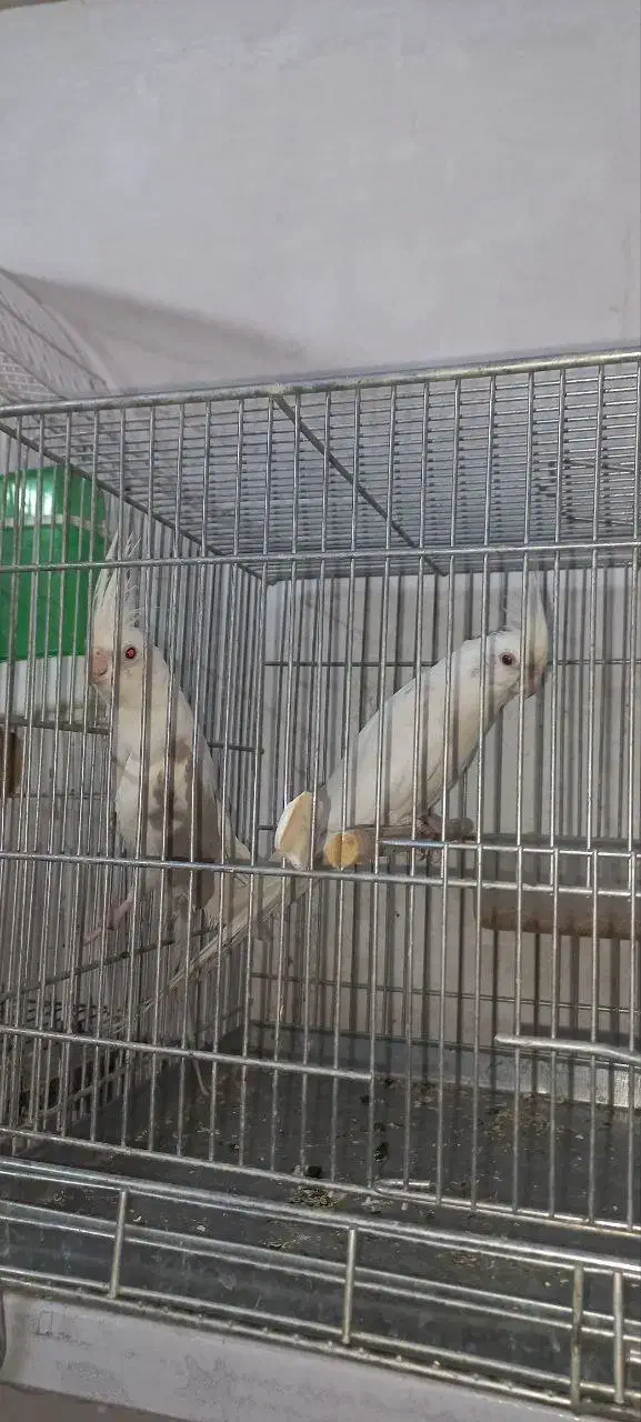 عروس هلندی نروماده و تکی|پرنده|یزد, |دیوار