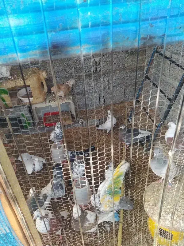 کبوتر پروازی|پرنده|رودسر, |دیوار