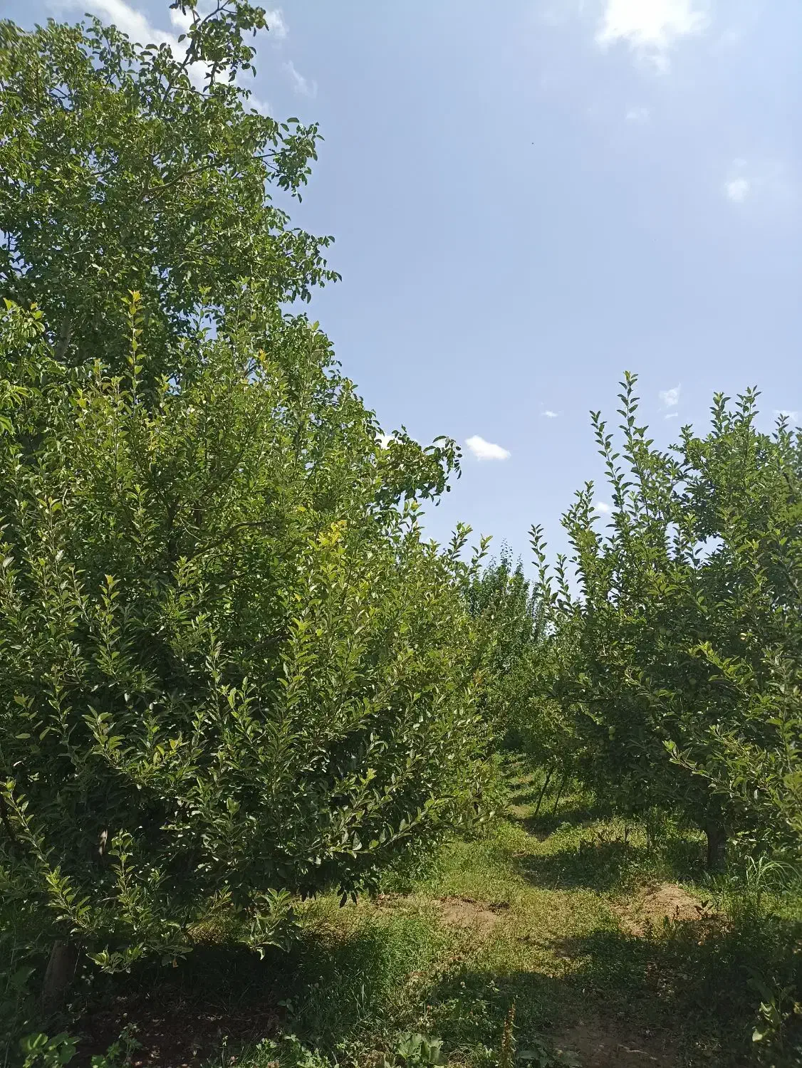 نقد ...|فروش زمین و ملک کلنگی|ارومیه, |دیوار