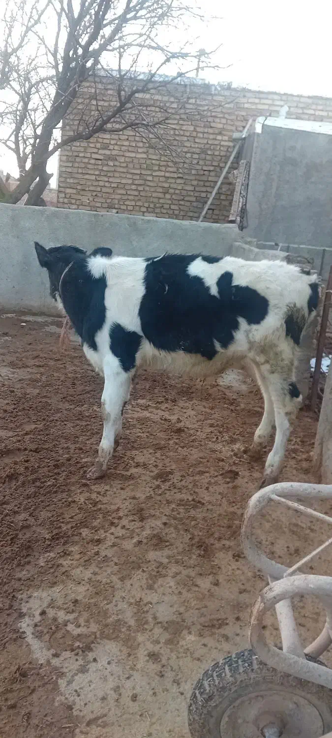 گوساله نر|حیوانات مزرعه|قیدار, |دیوار