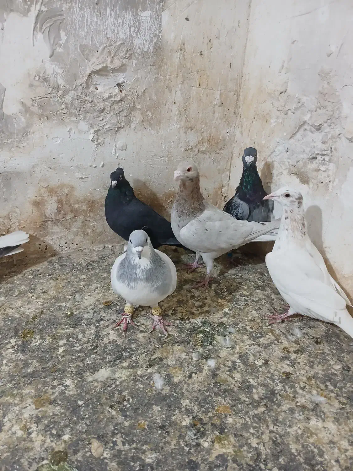 کفتر فروشی|پرنده|تاکستان, |دیوار