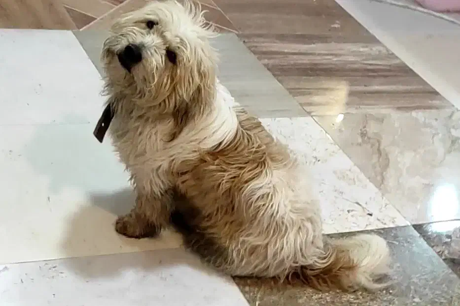 سگم گم شده|حیوانات|سیاهکل, |دیوار