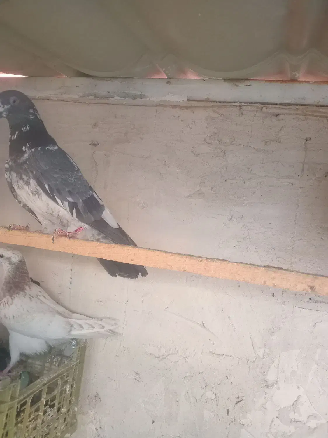 کبوتر|پرنده|ماکو, |دیوار