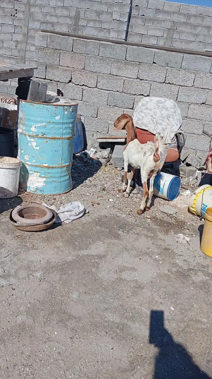 بز و بچه نر|حیوانات مزرعه|بندرلنگه, |دیوار