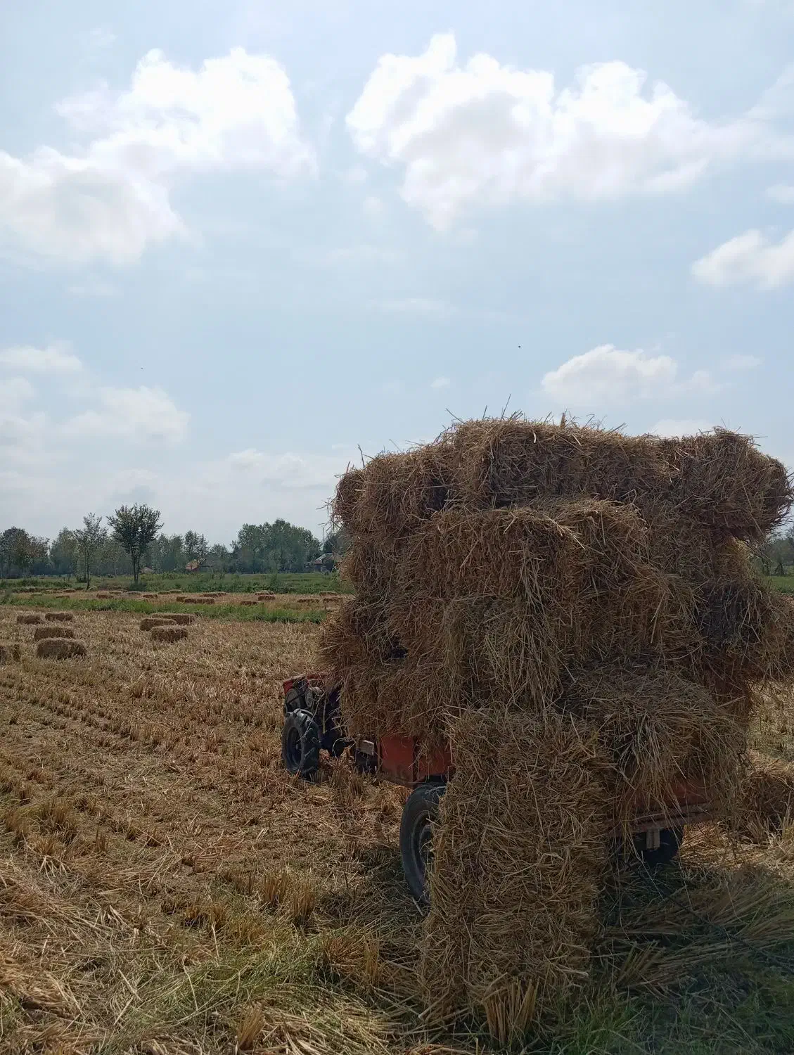 سرچینا کا برنج|حیوانات مزرعه|سنگر, |دیوار