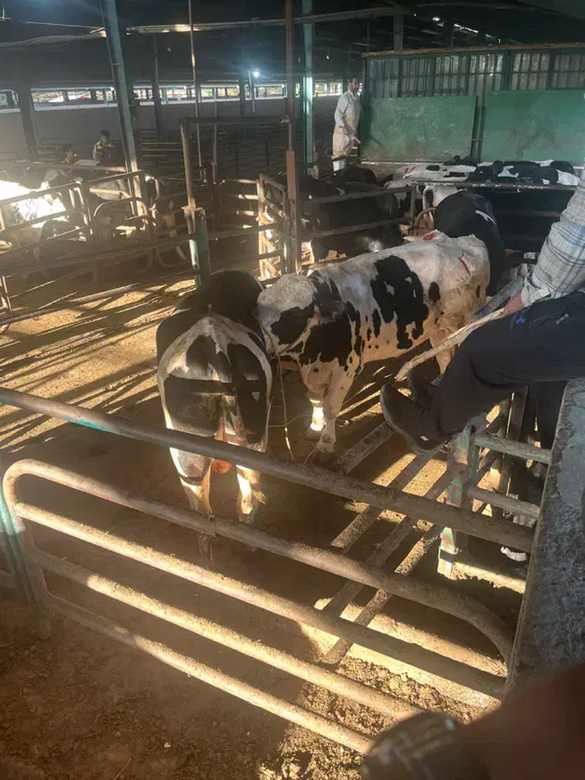 کارگر گاوداری میخوام-حقوق ۲۰ تومان|استخدام صنعتی، فنی، مهندسی|تربت جام, جلگه موسی آباد|دیوار