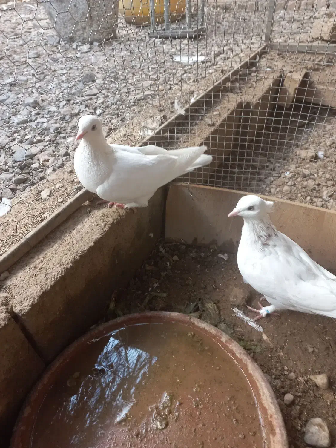 کبوتر|پرنده|اردکان, |دیوار