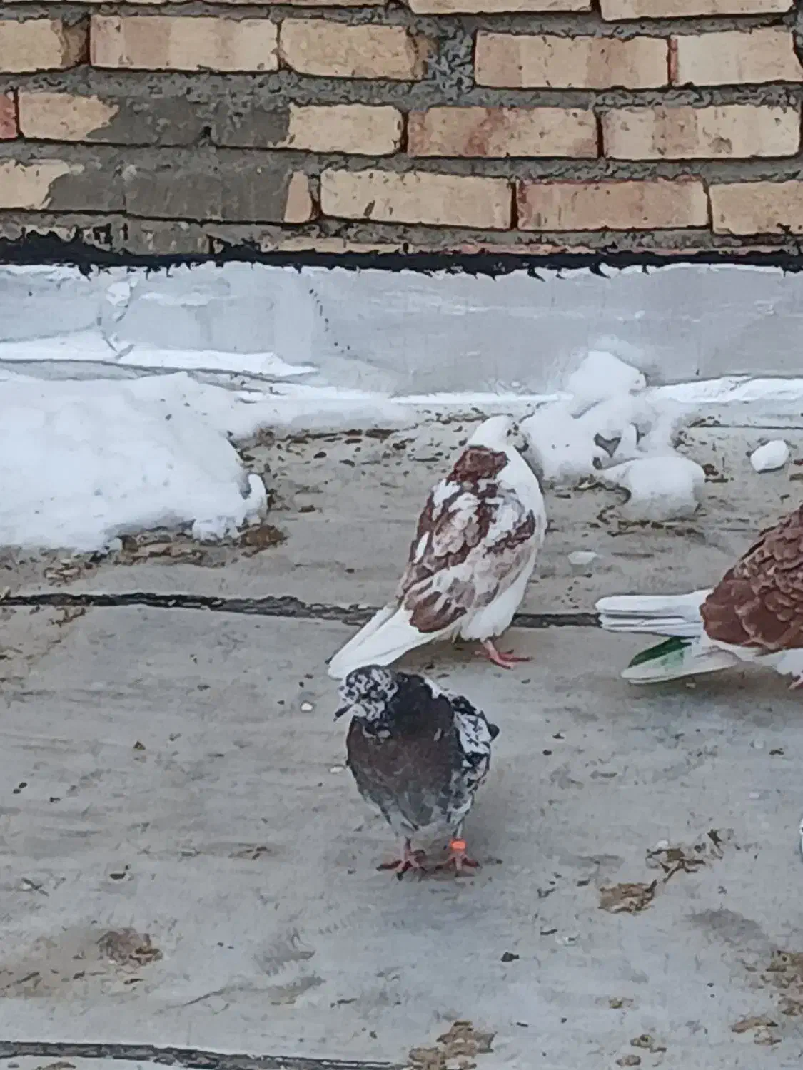 کبوتر|پرنده|ماکو, |دیوار