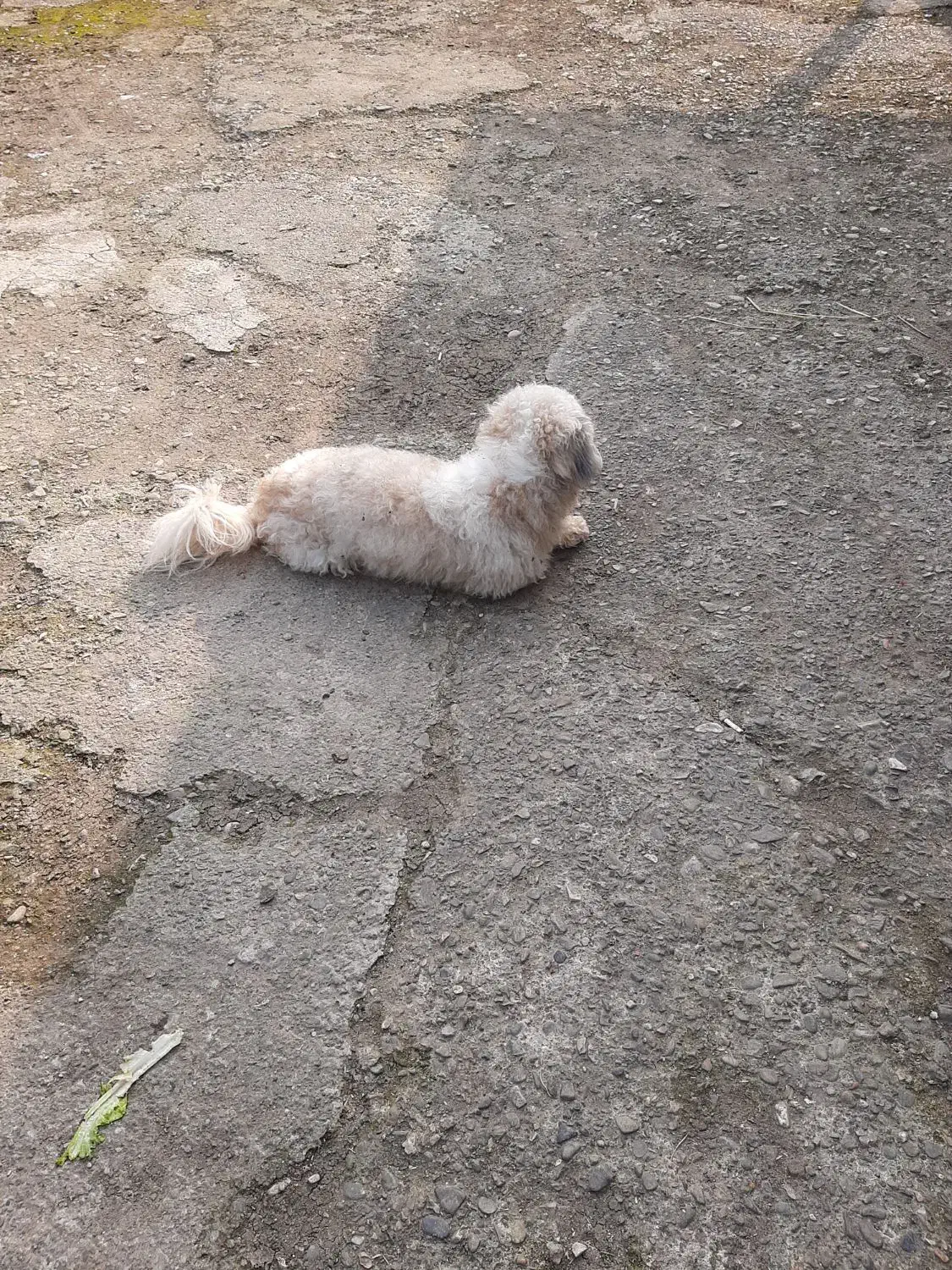 فروش سگ شیتزو تریر  نر|سگ|تهران, دانشگاه شریف|دیوار