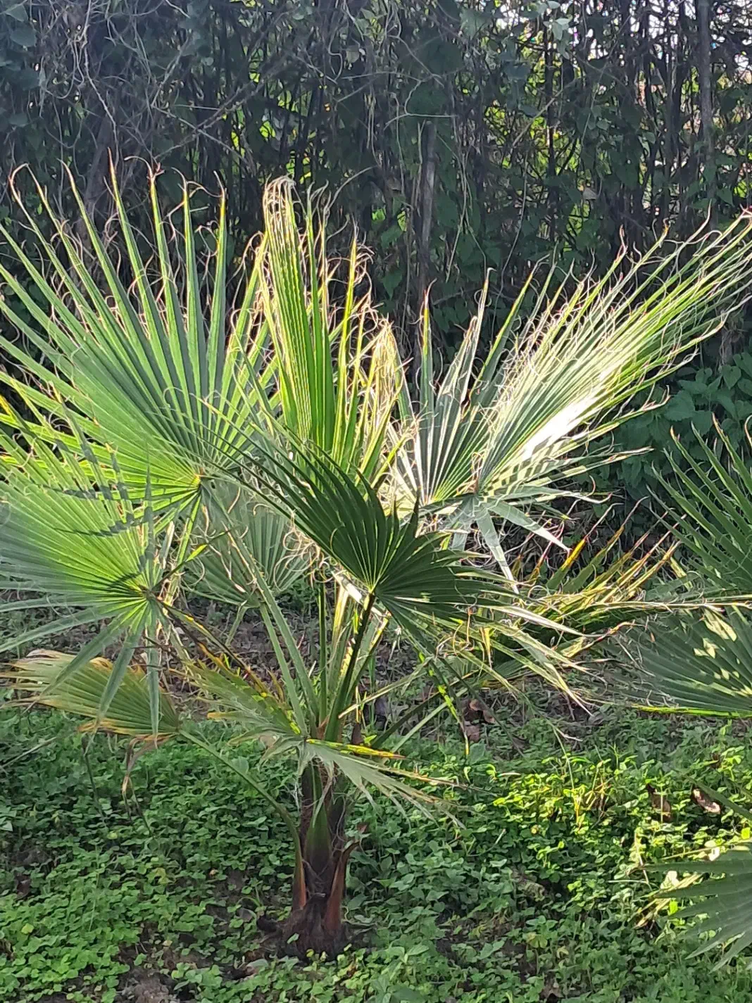 پالم زمینی|فعالیت داوطلبانه|کلاچای, |دیوار