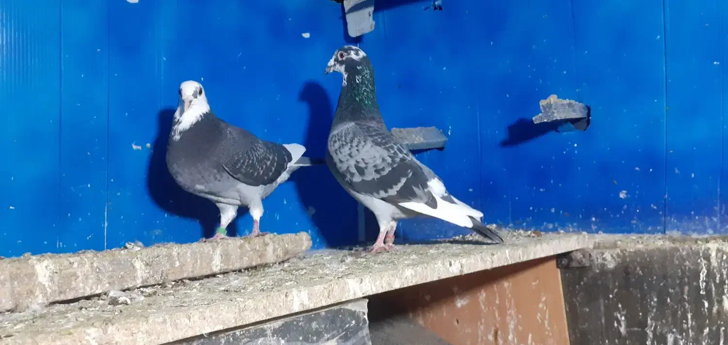 کفترابلغ المانی وزاغ ابادانی|پرنده|مینودشت, |دیوار