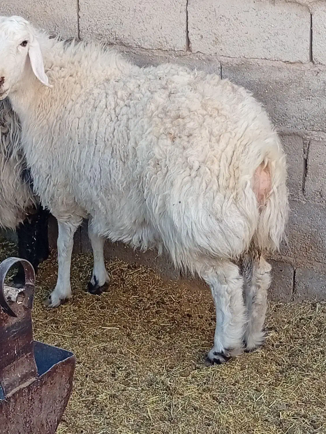 کره و بره و میش شروع قیمت از ۵۵۰۰تومن به بالا|حیوانات مزرعه|کرمان, |دیوار