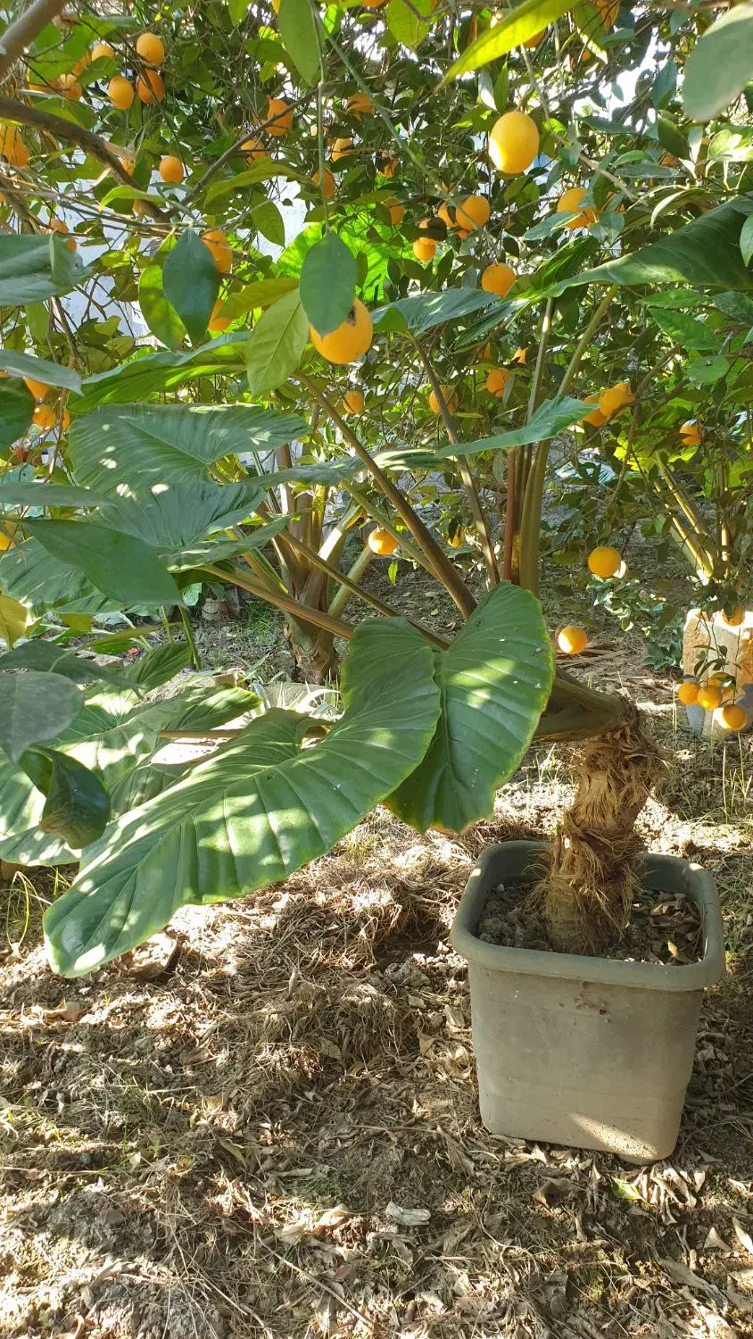 گل بابا آدم|گل و گیاه طبیعی|کیاکلا, |دیوار