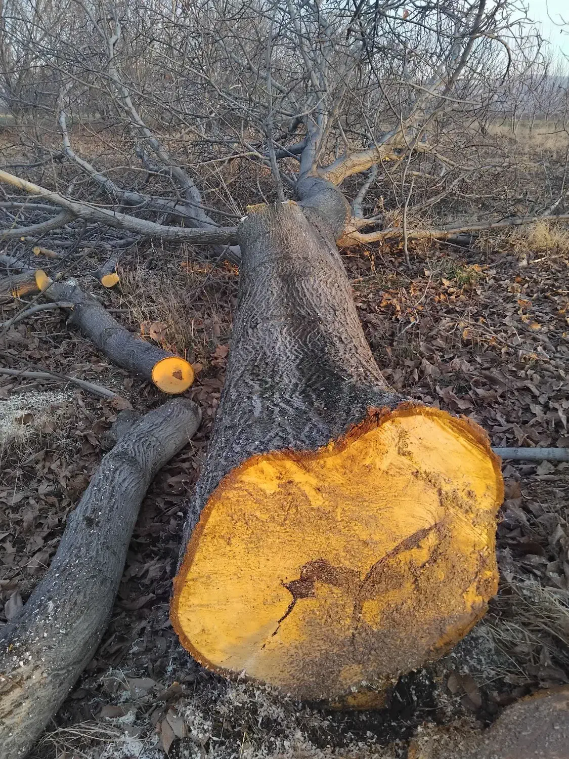 چوب|خدمات باغبانی و درختکاری|الشتر, |دیوار