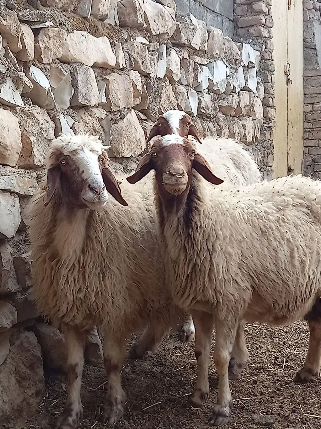 گوسفند میش سنجابی|حیوانات مزرعه|ماهیدشت, |دیوار