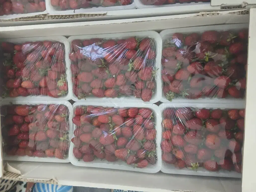 توت فرنگی مصرف خانگی عمده|خوردنی و آشامیدنی|اهواز, کیان اباد|دیوار