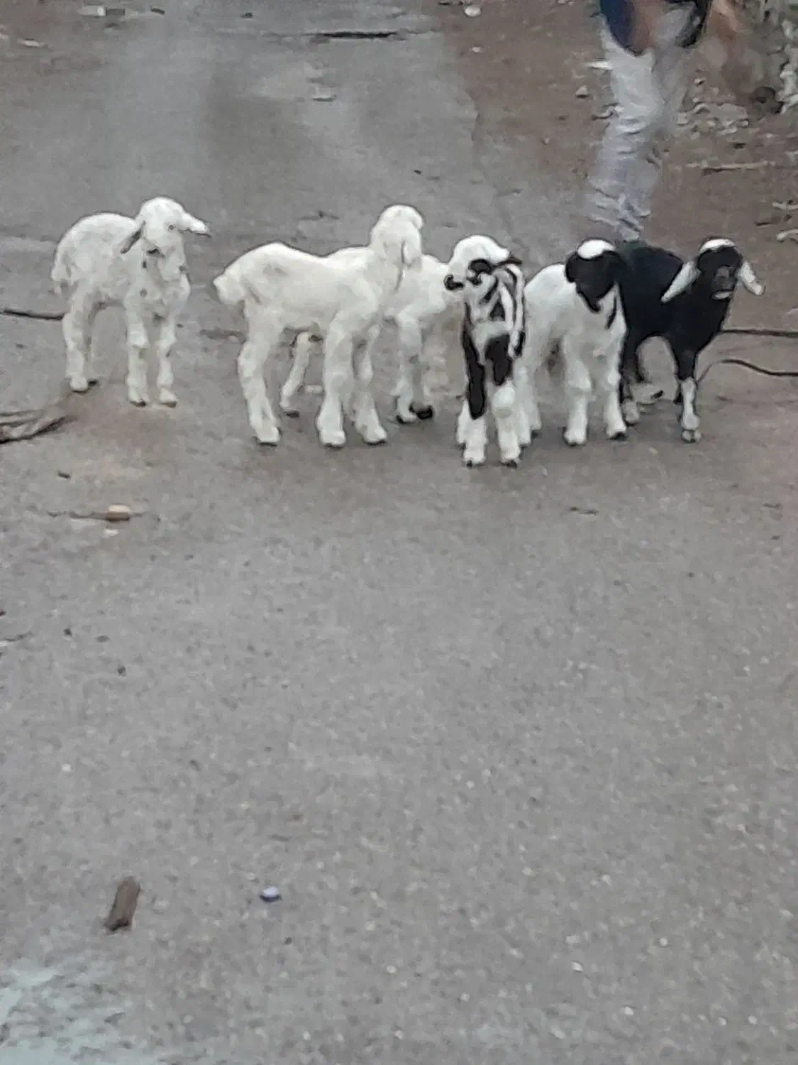 بره|حیوانات مزرعه|اهواز, زیتون کارمندی|دیوار