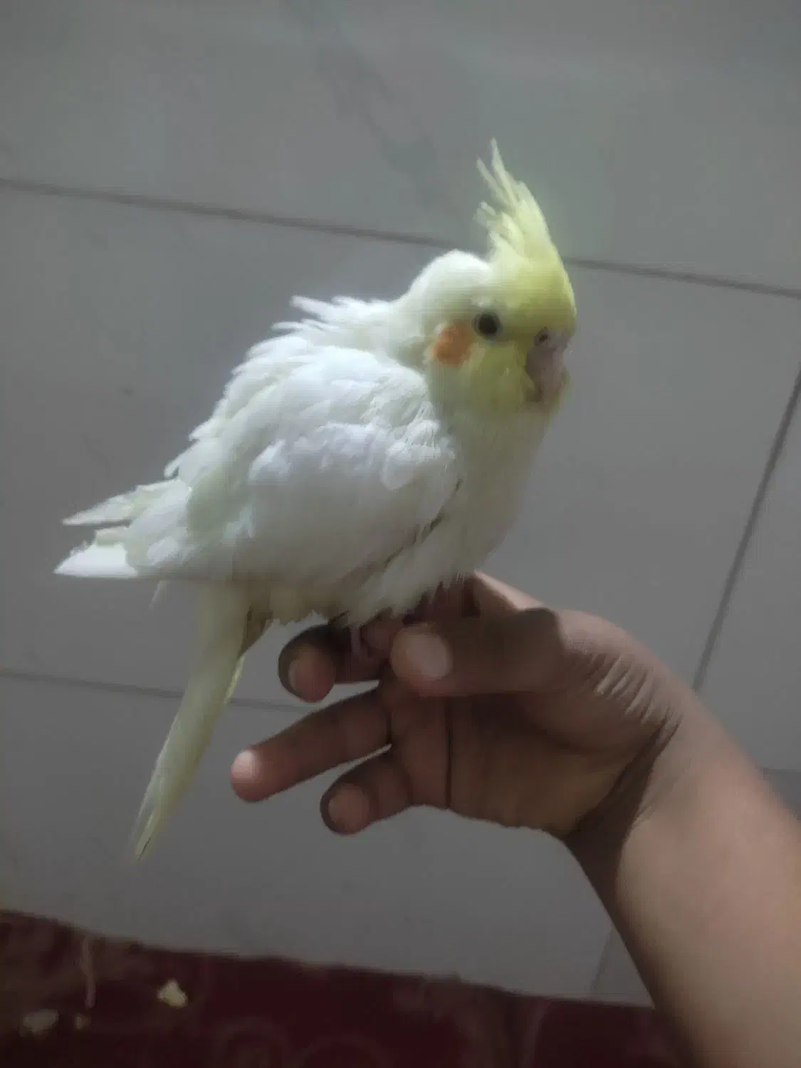 پرنده|پرنده|شیراز, وزیرآباد|دیوار