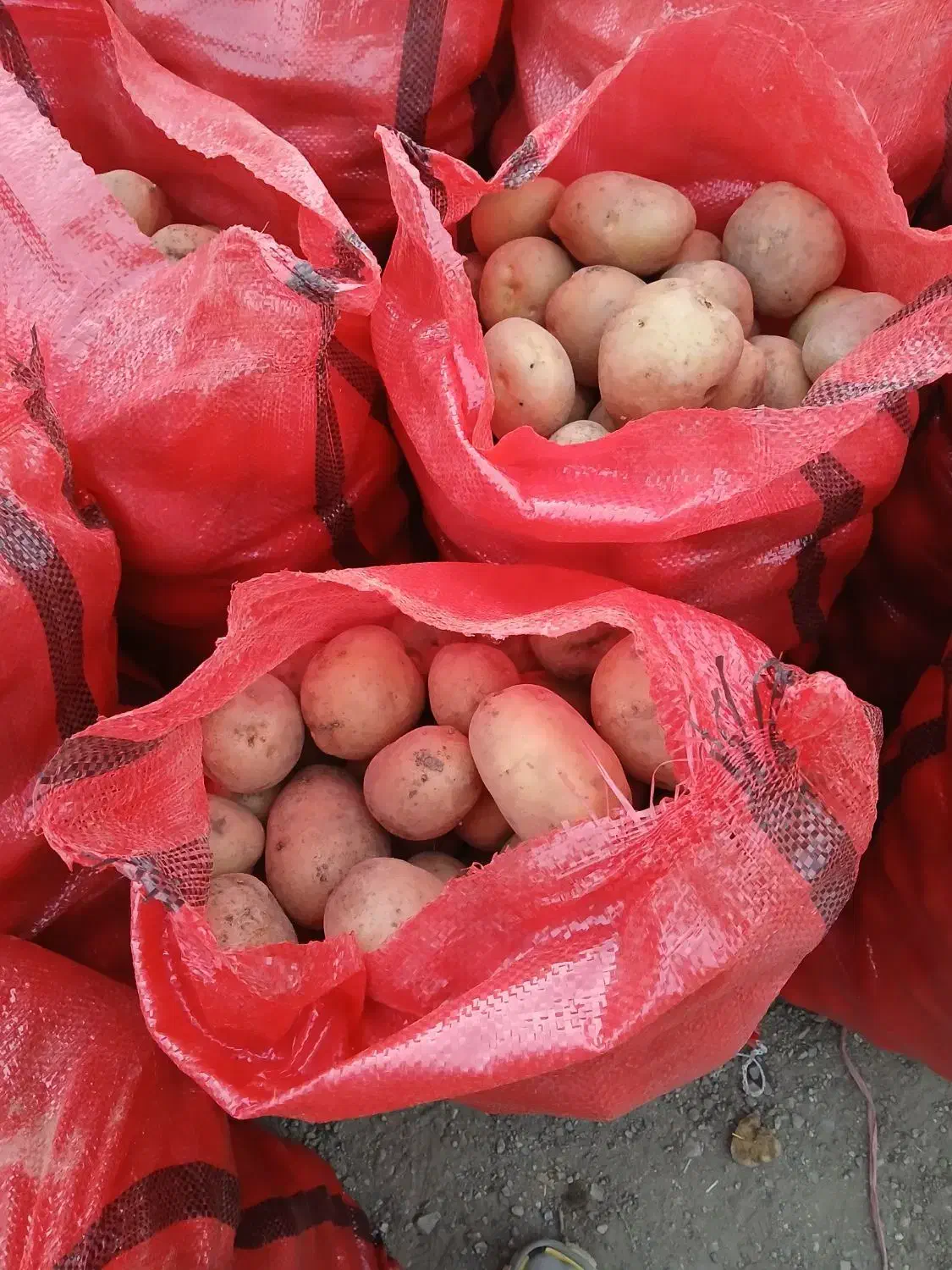 سیب زمینی|عمده‌فروشی|فارسان, |دیوار