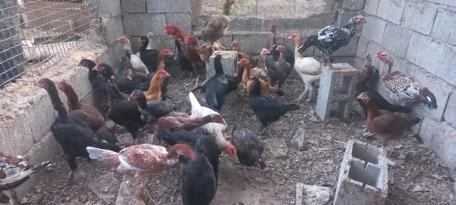 مرغ بومی|حیوانات مزرعه|تخت, |دیوار