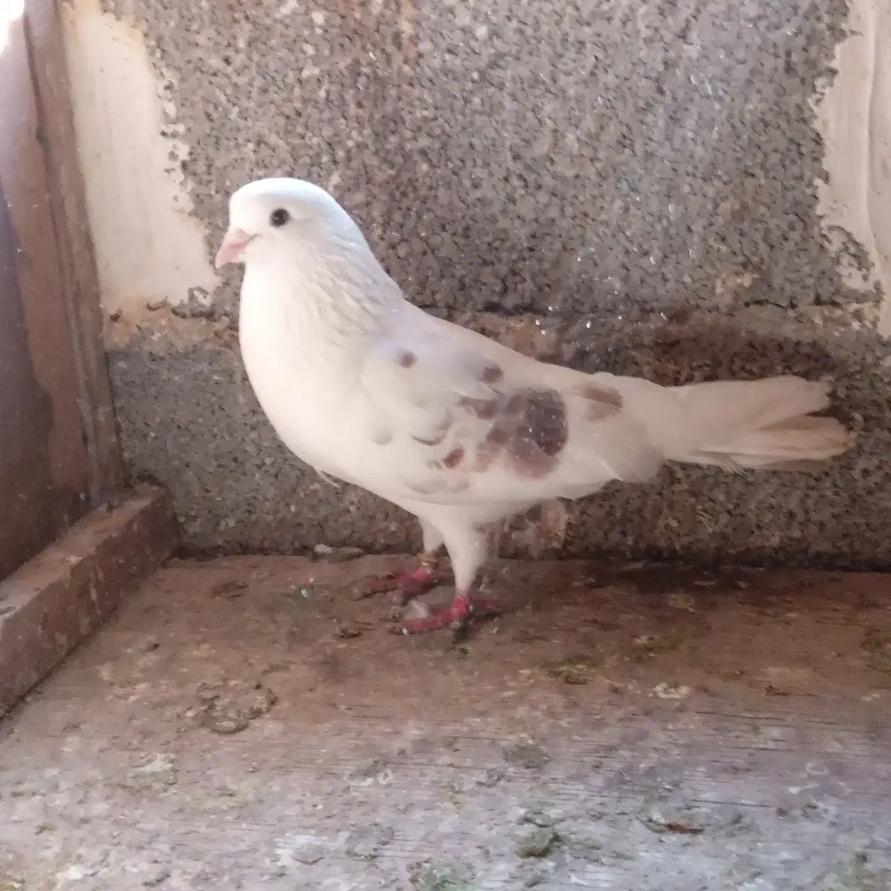 کبوتر تکپریکجایی|پرنده|گمیشان, |دیوار