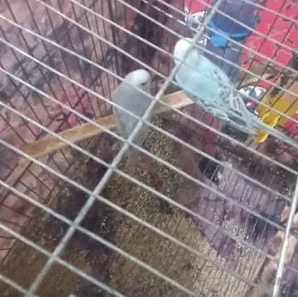 مرغ عشق|پرنده|بختگان, |دیوار