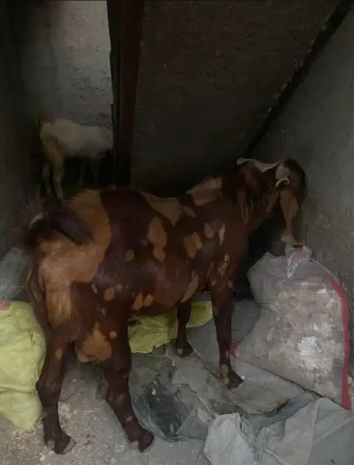 فروشی|حیوانات مزرعه|میناب, |دیوار