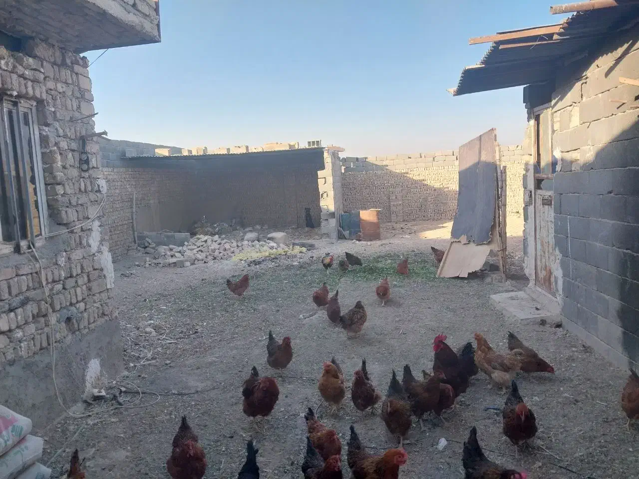 زمین ۴دیواری مختص دامداری|فروش زمین و ملک کلنگی|رباطکریم, حکیم آباد|دیوار