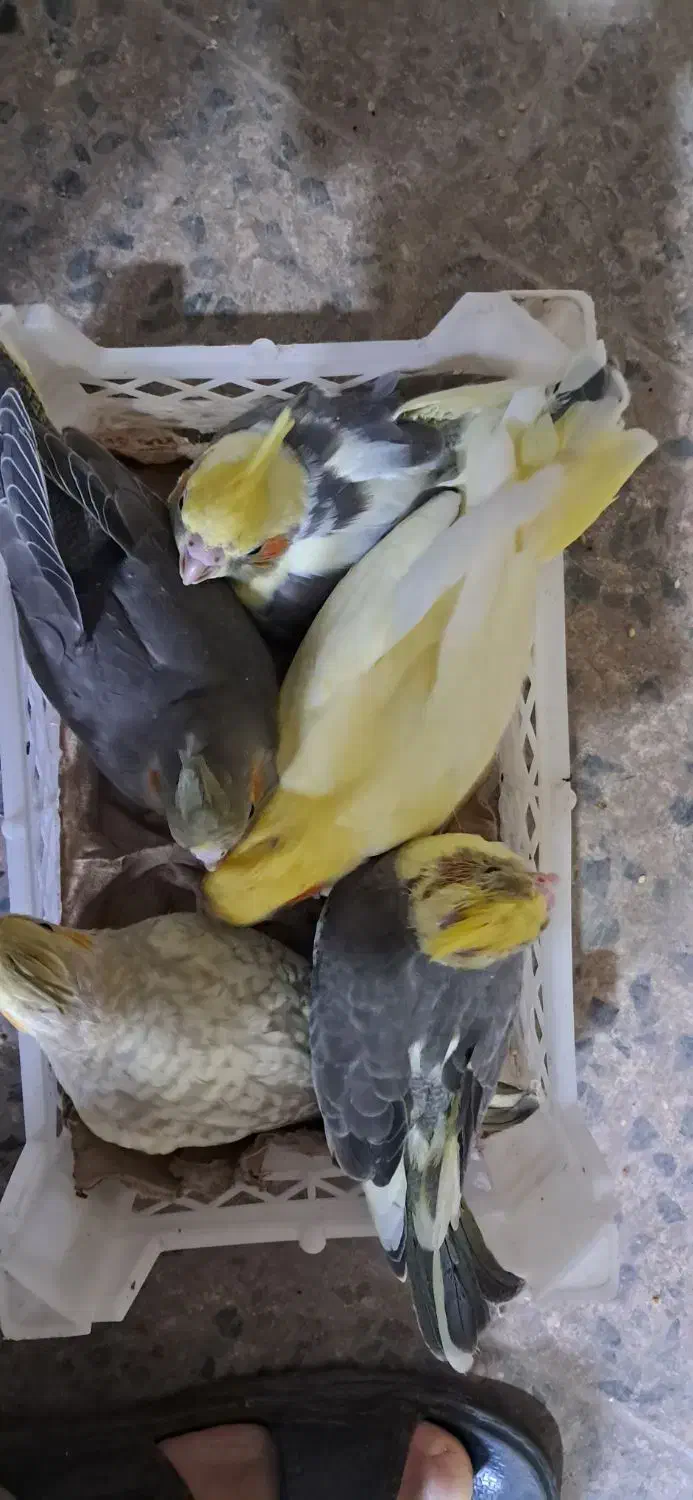 طوطی عروس سرلاکی|پرنده|بابل, |دیوار