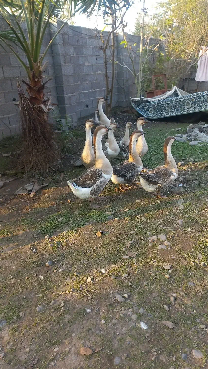 قوغاز|حیوانات مزرعه|آستانه اشرفیه, |دیوار