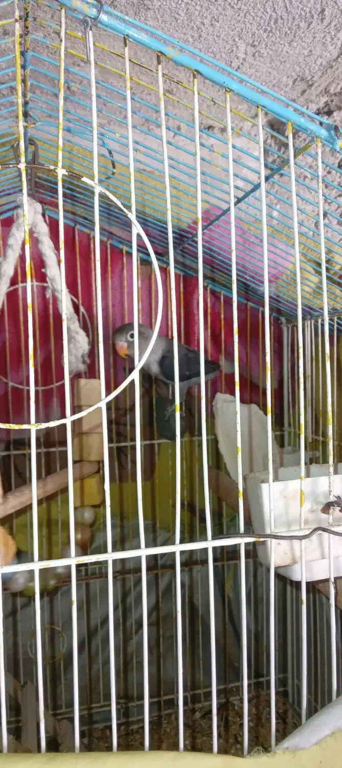 طوطی برزیلی|پرنده|ایلام, |دیوار