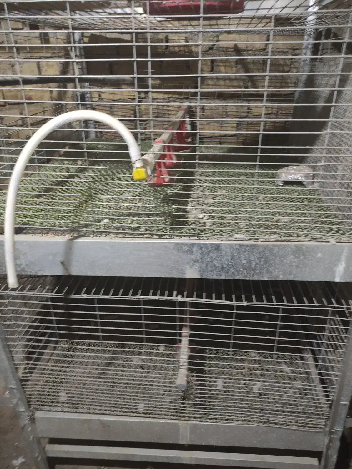 قفس جوجه مرغ و بلدرچین|لوازم جانبی حیوانات|الیگودرز, |دیوار