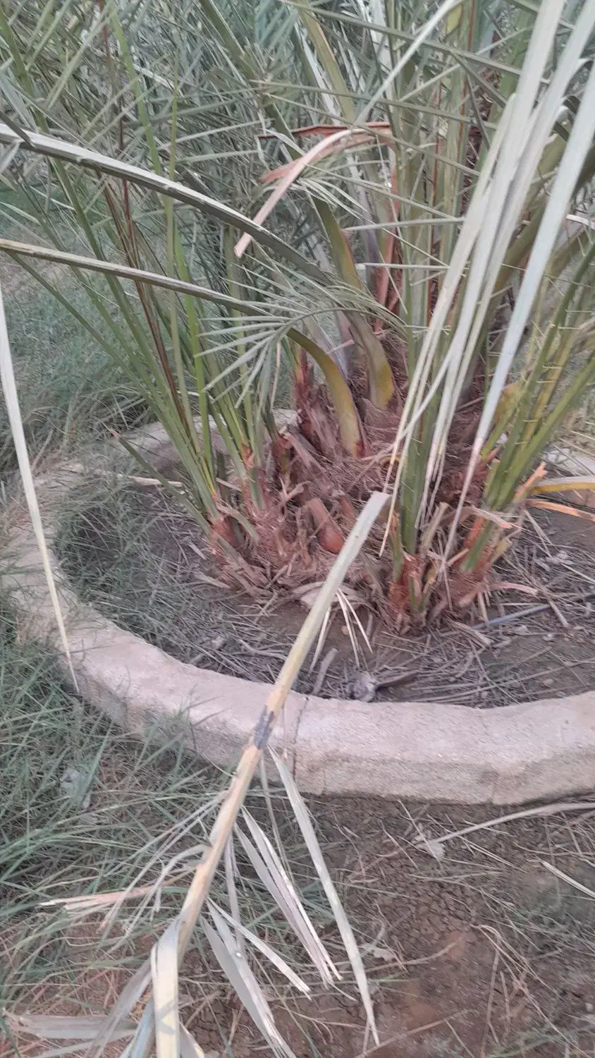 پاجوش کبکاب|گل و گیاه طبیعی|برازجان, |دیوار