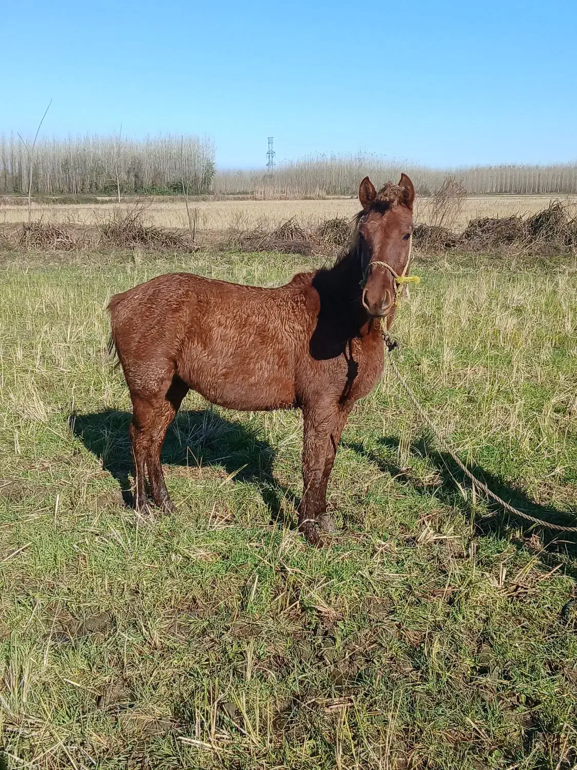 اسب|اسب و تجهیزات اسب‌سواری|ضیابر, |دیوار