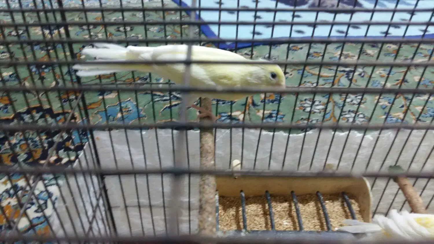 پرنده|پرنده|صحنه, |دیوار